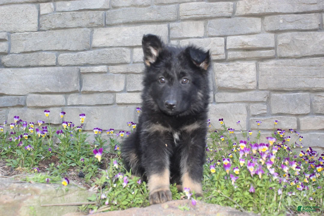 German Shepherd dogs for sale: Donna  - Ad 2