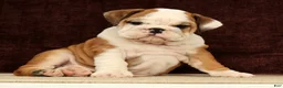 English Bulldog dogs for sale: Maxx - Ad 4