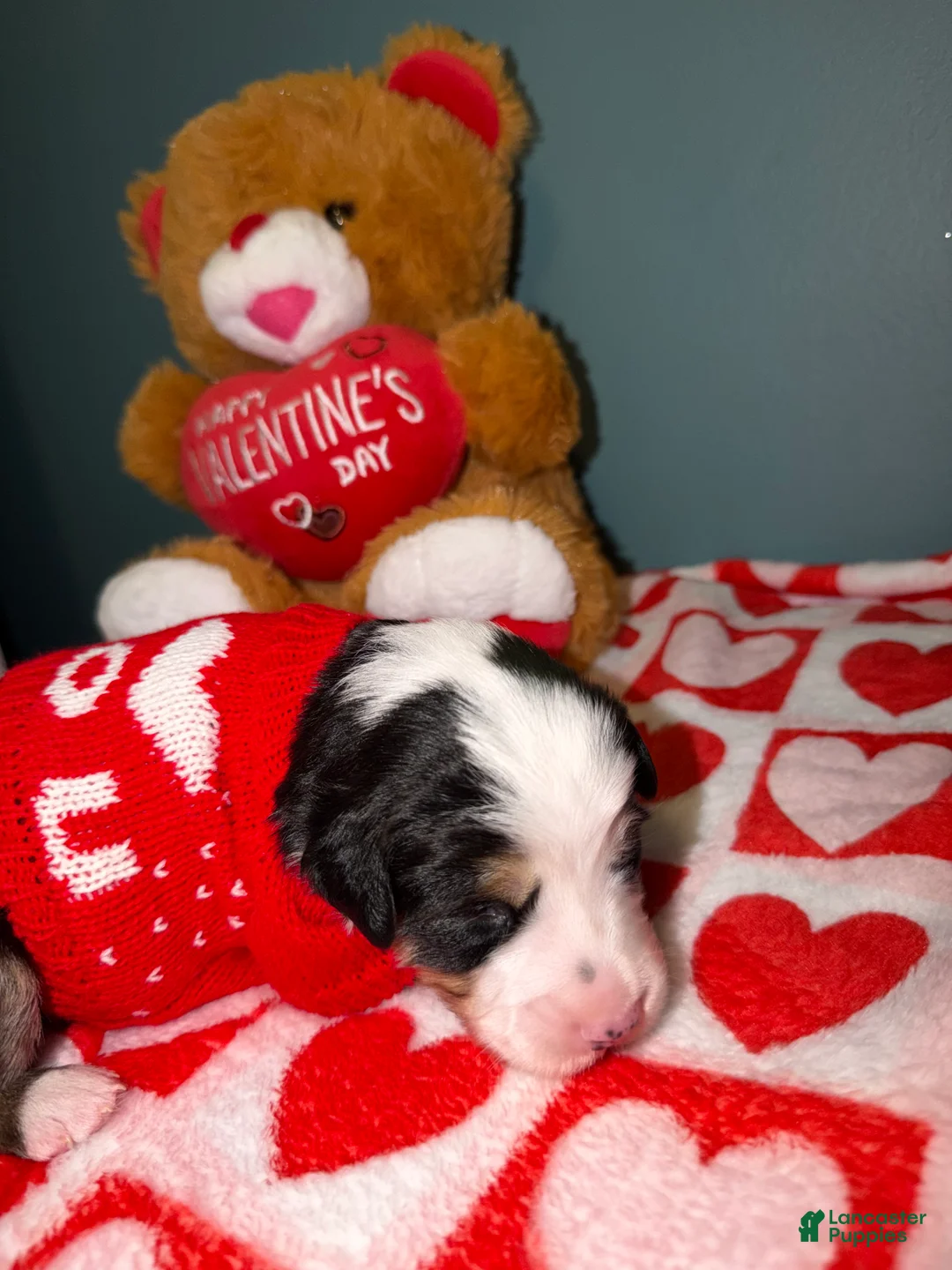 Miniature Australian Shepherd dogs for sale: John - Ad 2