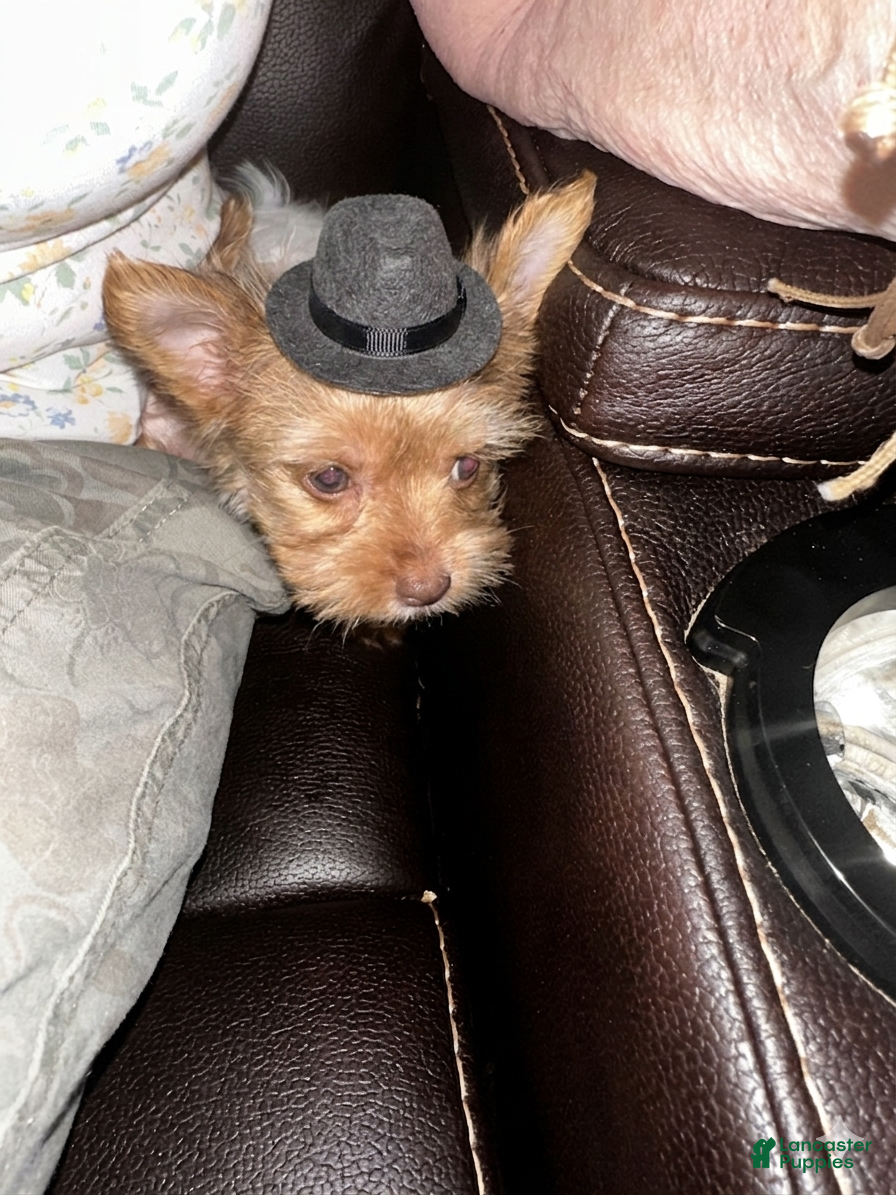 Yorkshire Terrier dogs AKC Chewbacca Gold Dust 🤩 - Ad 1