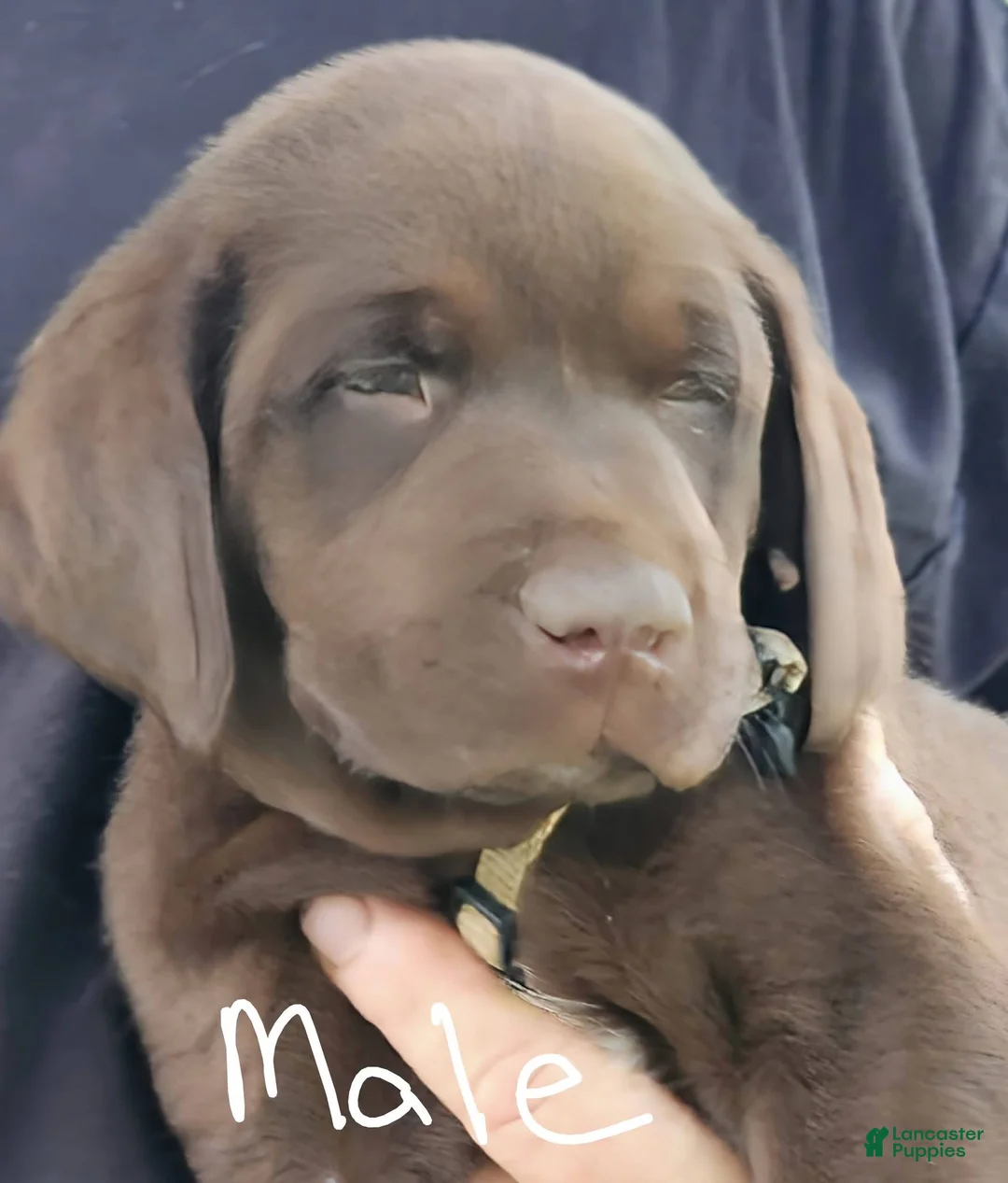 Labrador Retriever dogs for sale: Gray collar - Ad 4