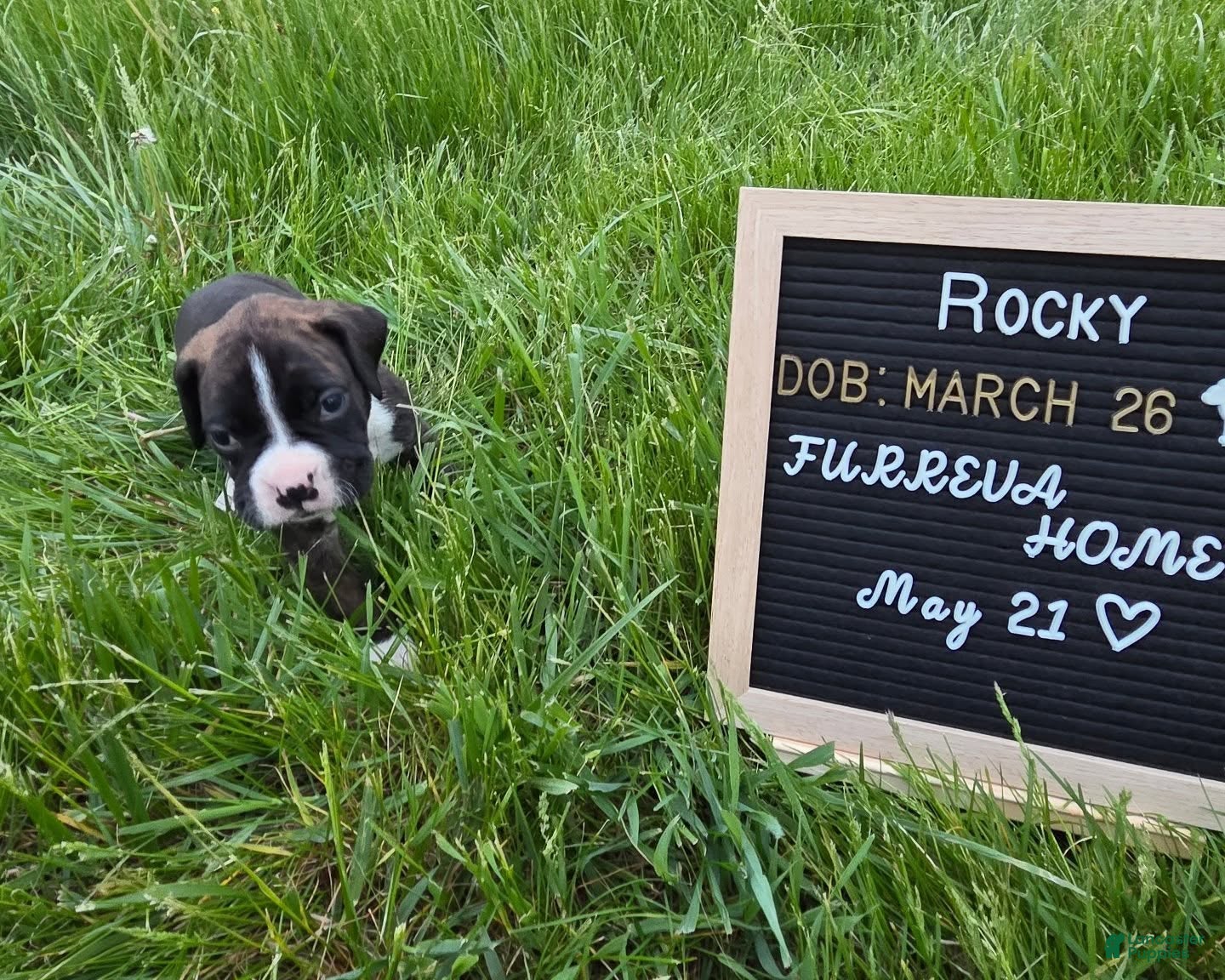 Boxer dogs Rocky - Ad 8