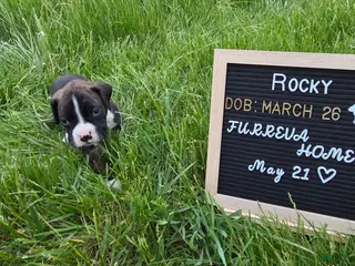 Boxer dogs Rocky - Ad 8