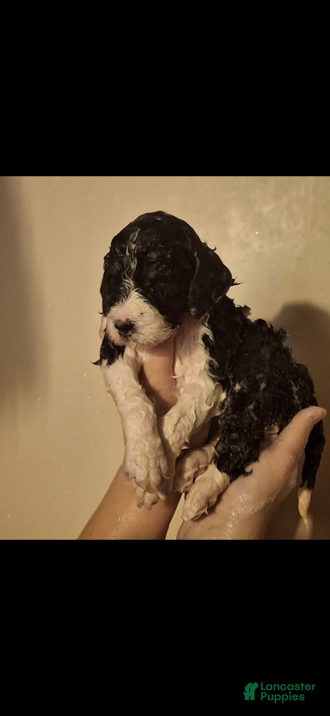 Labradoodle dogs Kimchi - Ad 38