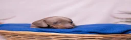 Miniature Dachshund dogs for sale: Rollo - Ad 5