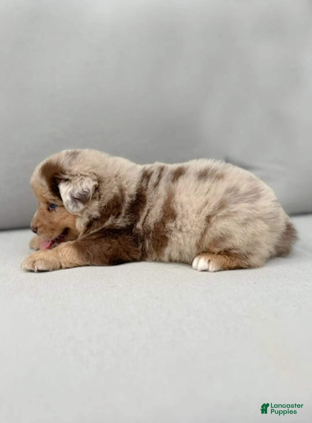 Miniature Australian Shepherd dogs for sale: Finn - Ad 2