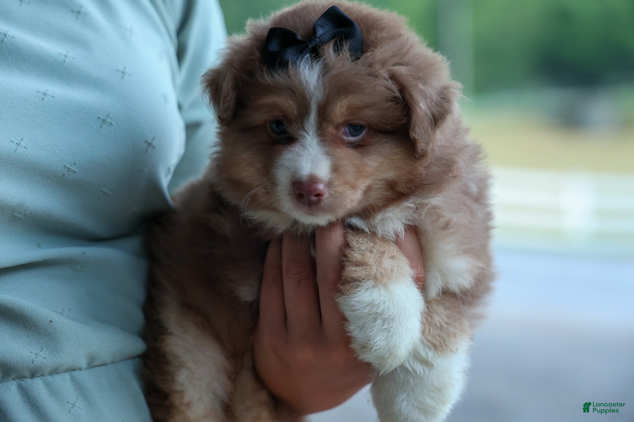 Miniature Australian Shepherd dogs LUCKY - Ad 2