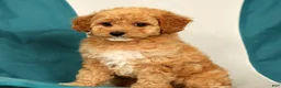 Cavapoo dogs for sale: Mindy - Ad 7
