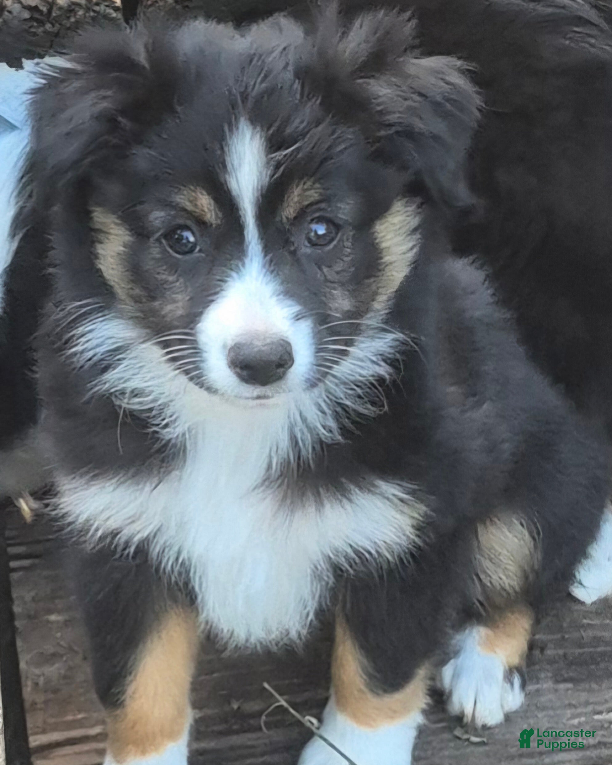 Toy Australian Shepherd dogs Toy Australian Shepherd Puppy 4 - Ad 11