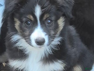 Toy Australian Shepherd dogs Toy Australian Shepherd Puppy 4 - Ad 22