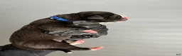 Cane Corso dogs for sale: Sentinel Soul’s Black Balmain *Black North American Mastiff* - Ad 3