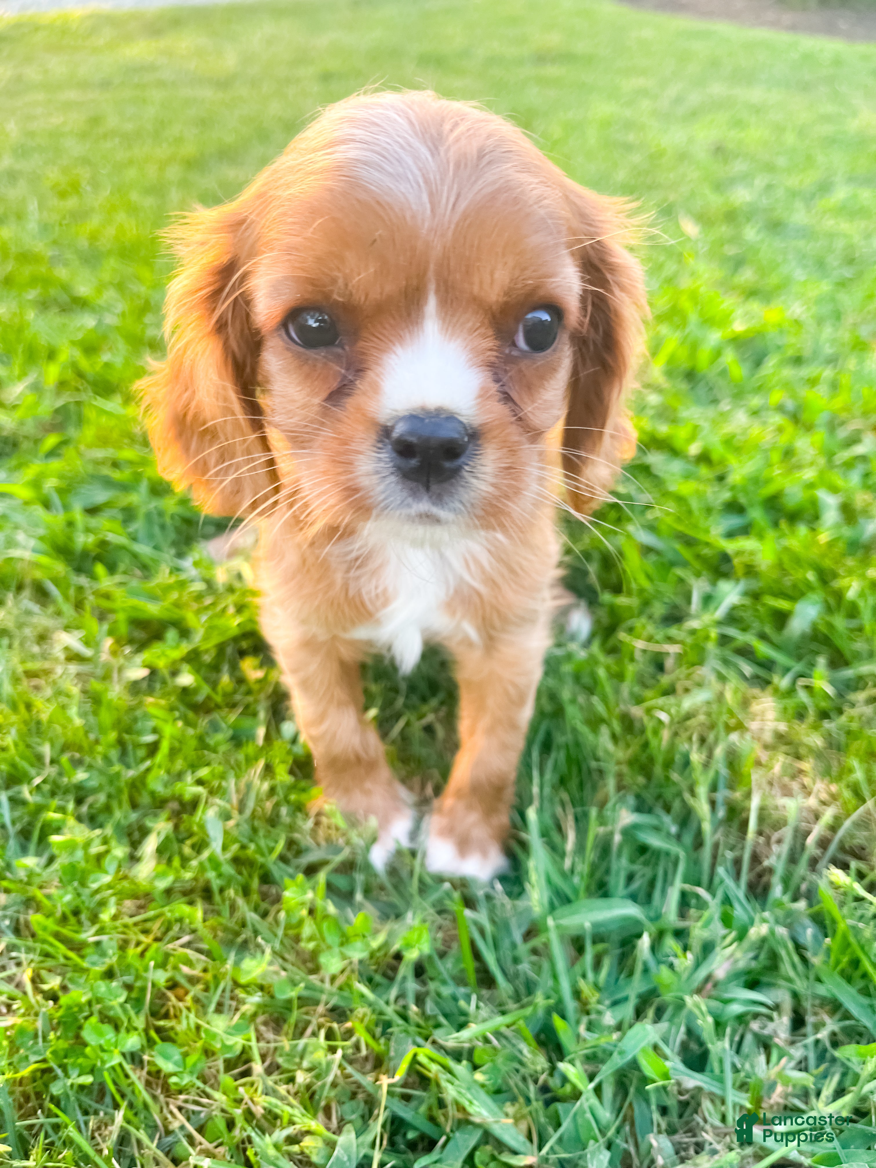Cavalier King Charles Spaniel dogs Cavalier King Charles Spaniel 2 - Ad 1