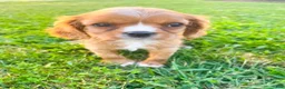 Cavalier King Charles Spaniel dogs for sale: Cavalier King Charles Spaniel 2 - Ad 1