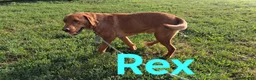 Labrador Retriever dogs for sale: Sandy - Ad 5