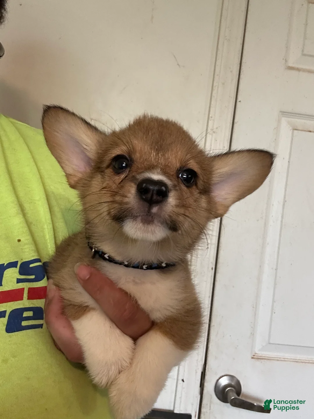 Welsh Corgi Pembroke dogs for sale: Black - Ad 1