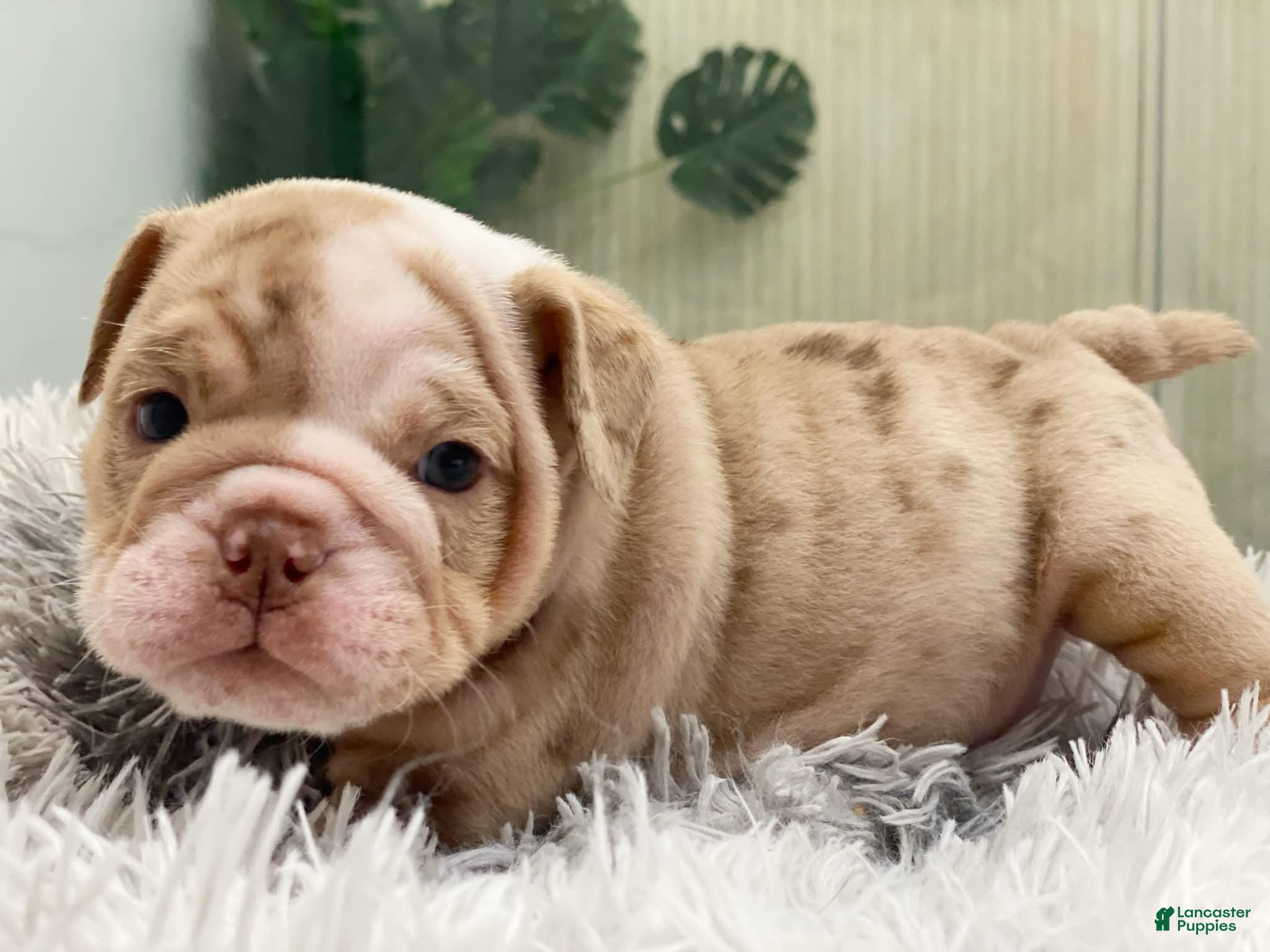English Bulldog dogs ERNEST - Ad 27