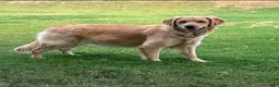 Golden Retriever dogs for sale: Golden Retriever 2 - Ad 5