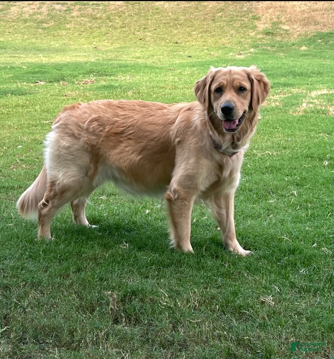 Golden Retriever dogs for sale: Golden Retriever 2 - Ad 5