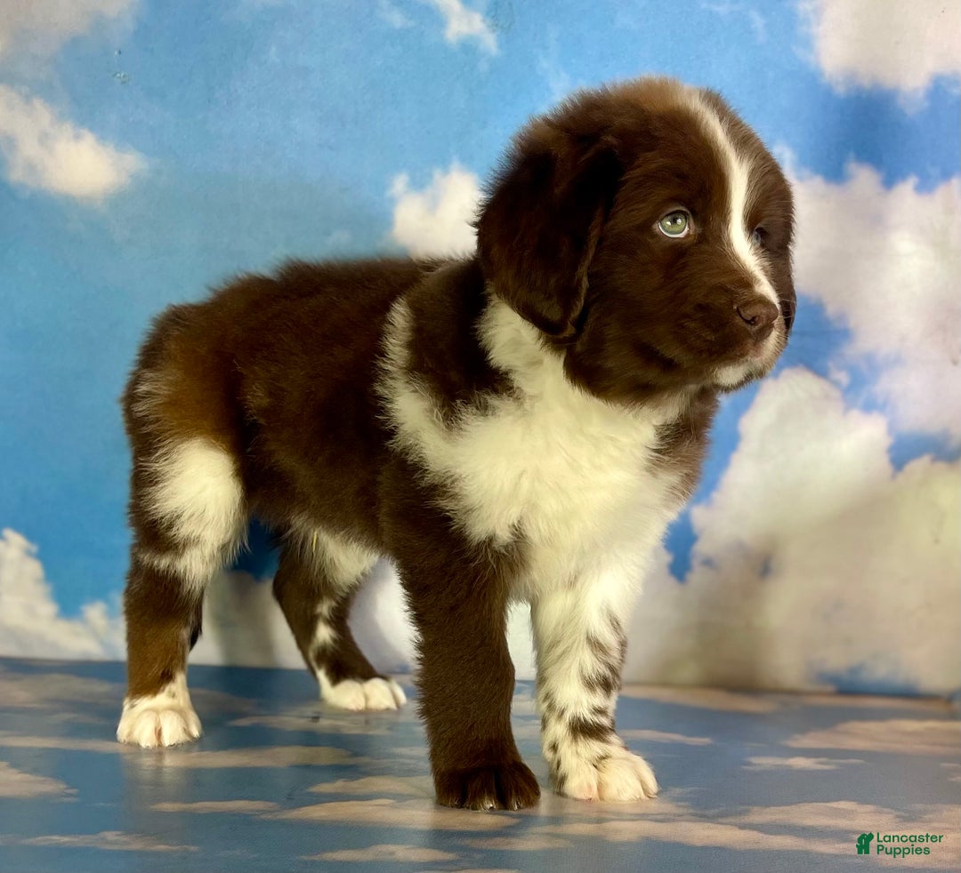 Mixed Breed dogs for sale: Einstein - Ad 3