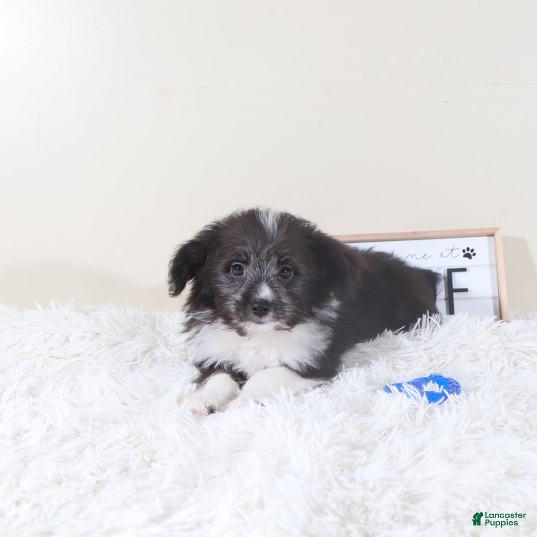Mini Aussiedoodle dogs for sale: Mini Aussiedoodle Puppy Buzz - Ad 2