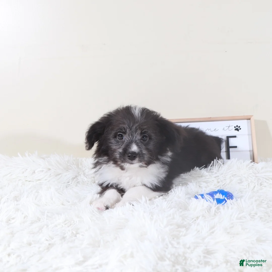 Mini Aussiedoodle dogs for sale: Mini Aussiedoodle Puppy Buzz - Ad 2