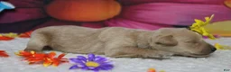 Schnoodle dogs for sale: Sherry  - Ad 3