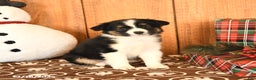 Miniature Australian Shepherd dogs for sale: Jett - Ad 2