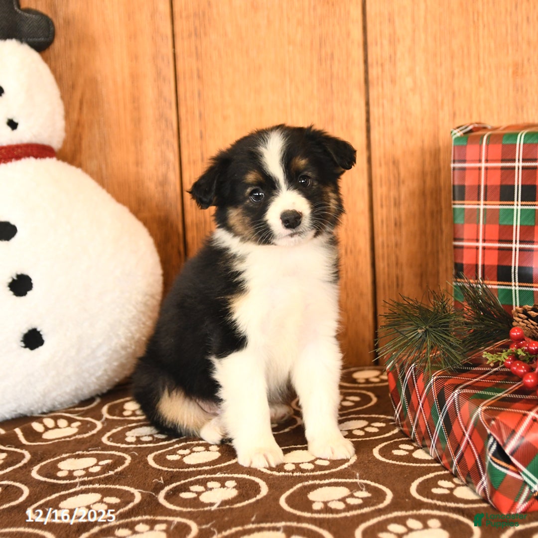 Miniature Australian Shepherd dogs for sale: Jett - Ad 2