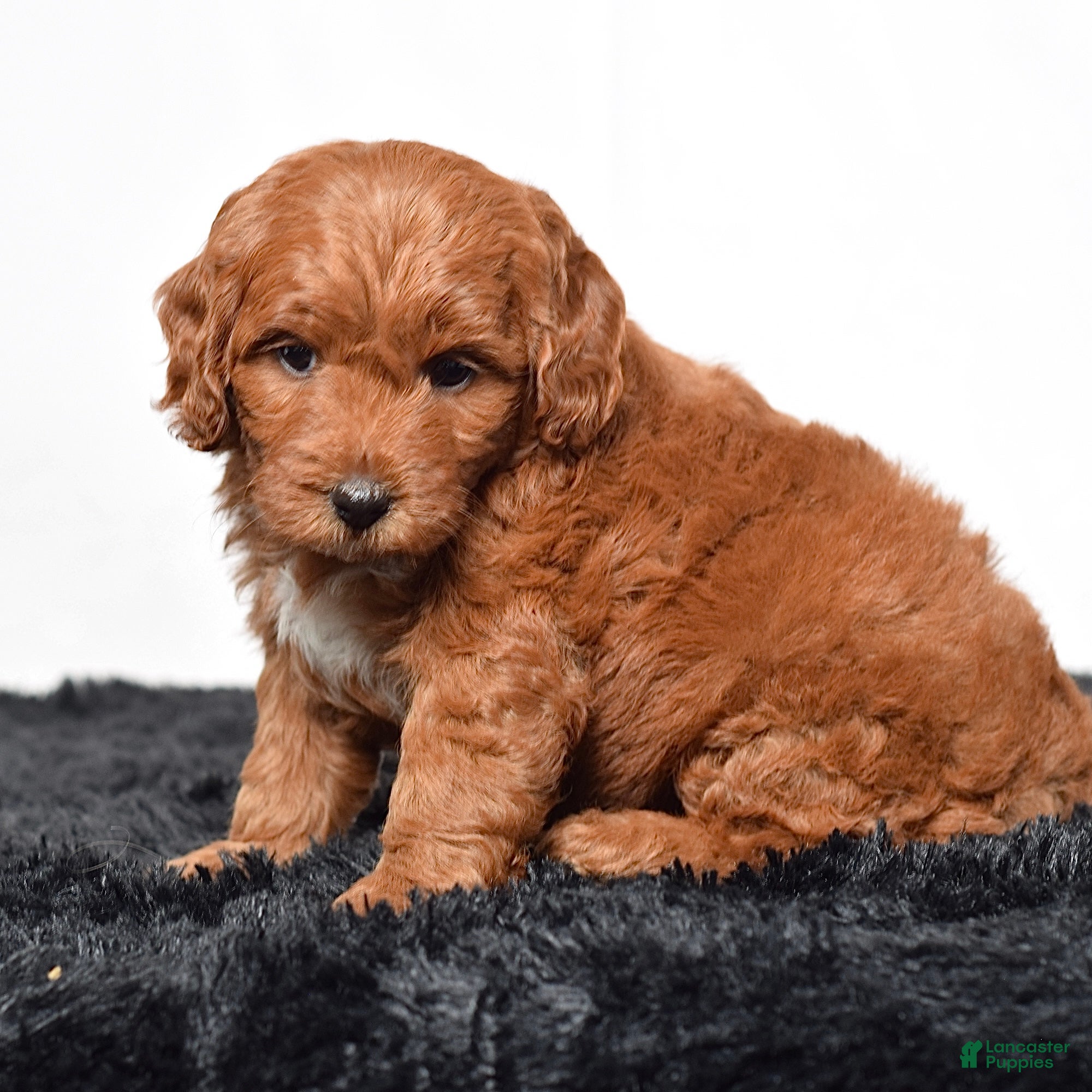 Mini Goldendoodle dogs for sale:  Mabel - Ad 6