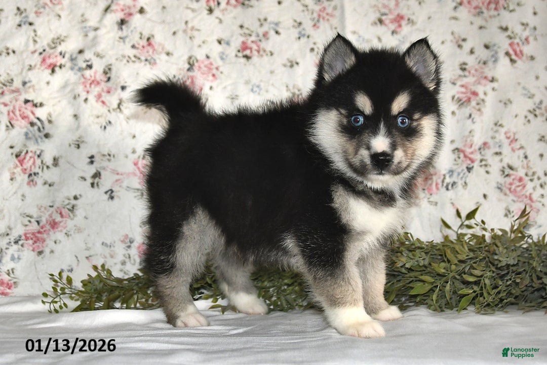 Pomsky dogs for sale: Karl - Ad 3