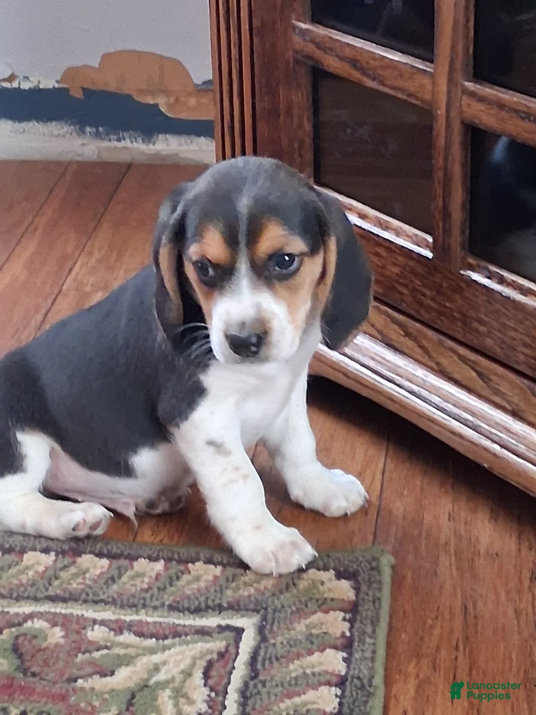 Beagle dogs for sale: Little man - Ad 1