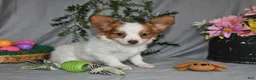 Papillon dogs for sale: Bonita - Ad 5