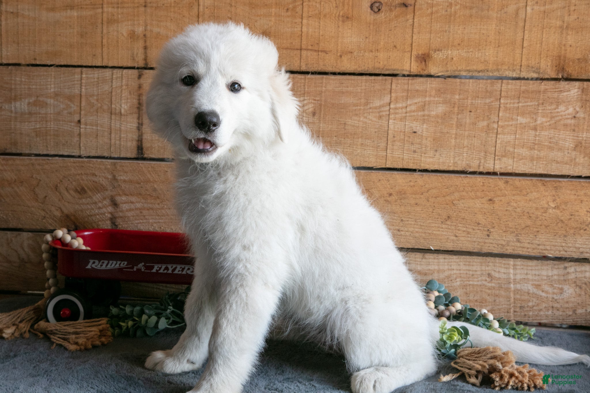 Maremma Sheepdog dogs Paisley - Ad 1