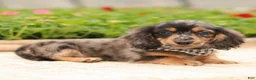 Miniature Dachshund dogs for sale: Miniature Dachshund Puppy 1 - Ad 3