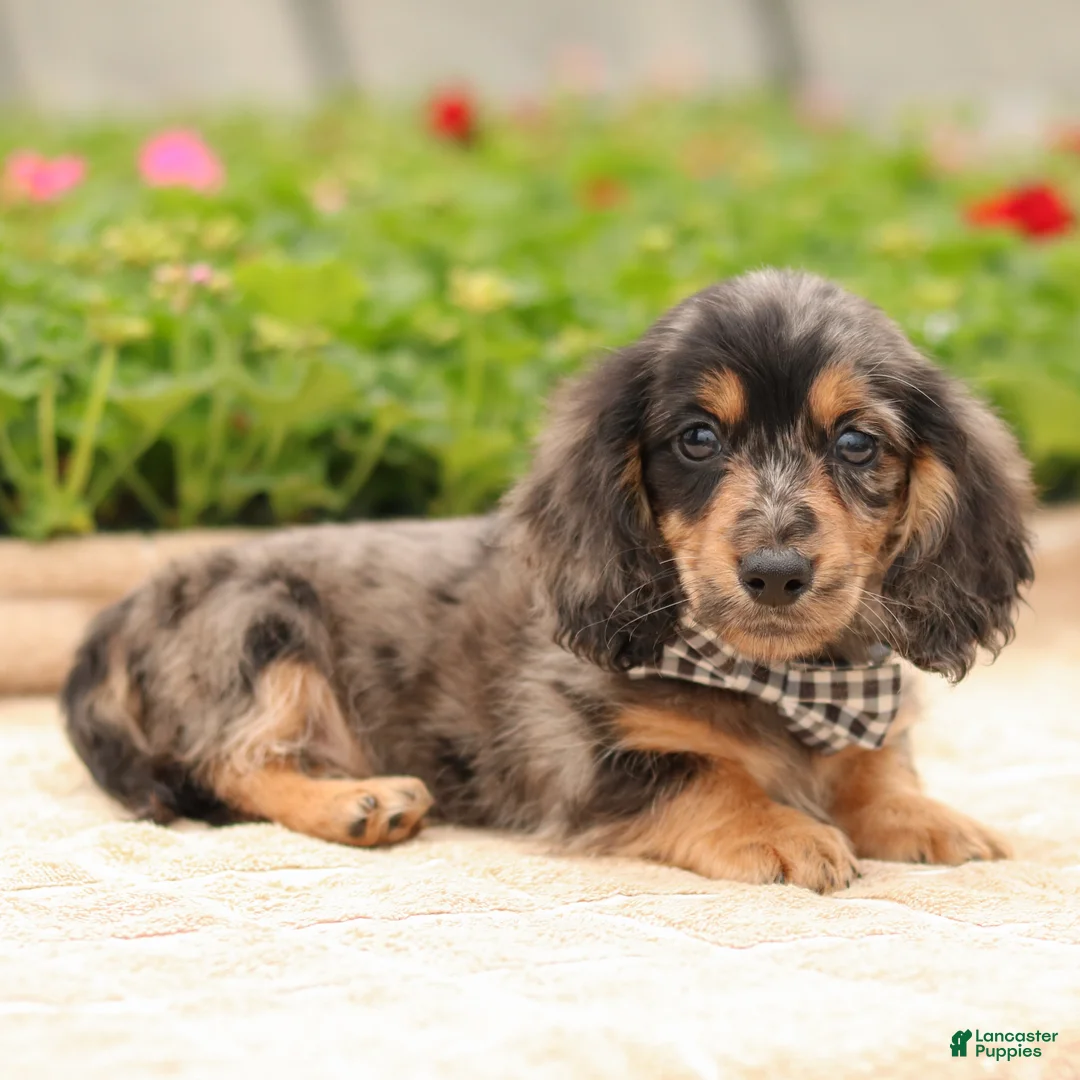 Miniature Dachshund dogs for sale: Miniature Dachshund Puppy 1 - Ad 3