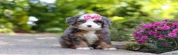 Mini Bernedoodle dogs for sale: Sunny - Ad 1
