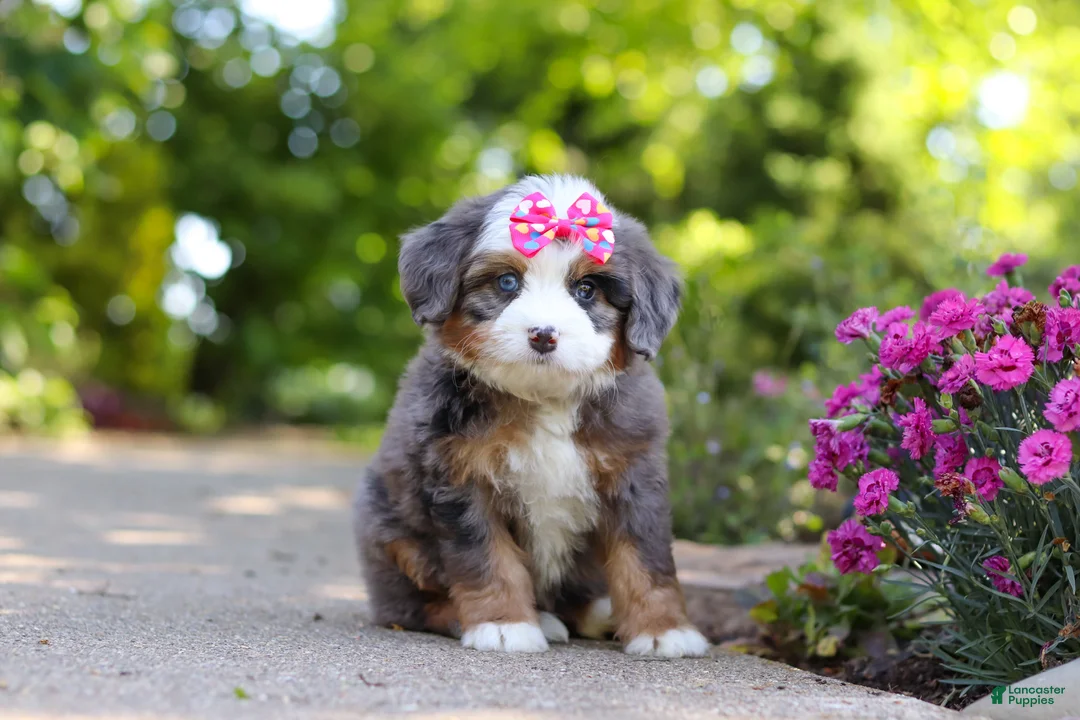 Mini Bernedoodle dogs for sale: Sunny - Ad 1