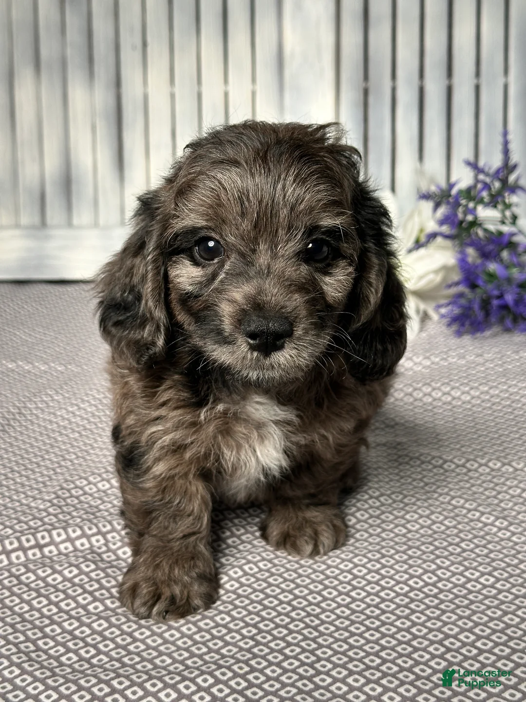 Mixed Breed dogs for sale: Wyatt - Ad 4