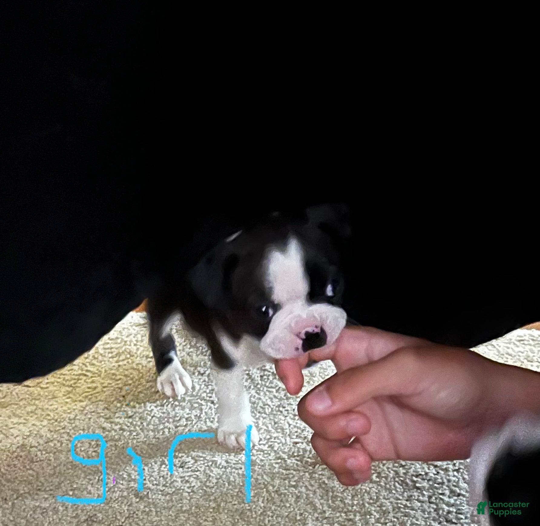 Boston Terrier dogs Boston Terrier 3 - Ad 30