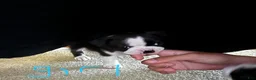 Boston Terrier dogs for sale: Boston Terrier 3 - Ad 1