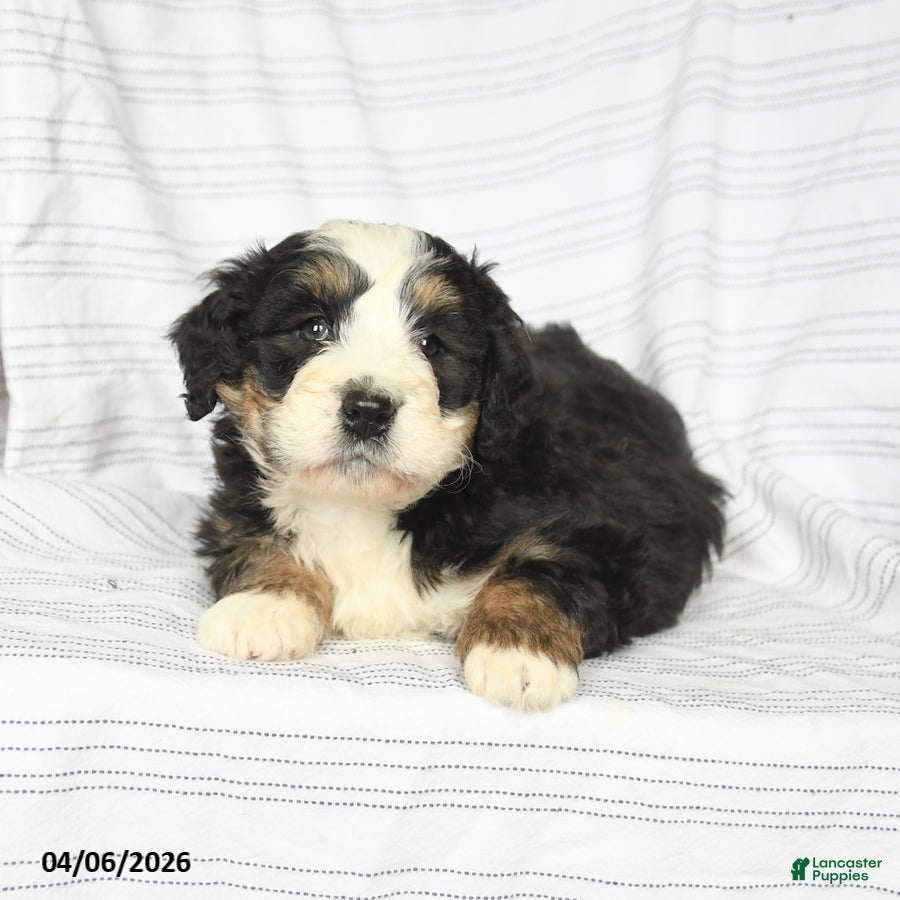 Mini Bernedoodle dogs Mitch - Ad 2