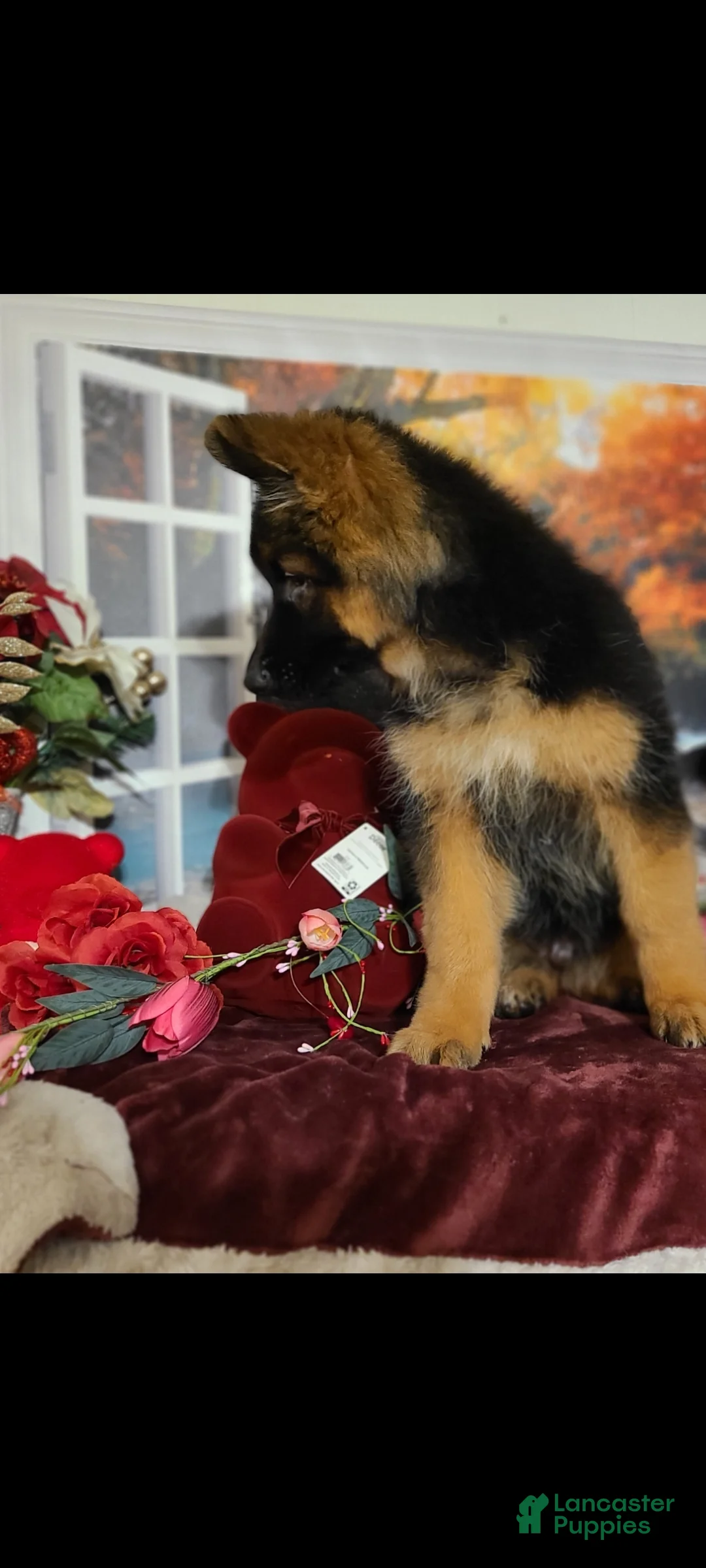 German Shepherd dogs for sale: Dasher - Ad 3