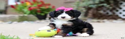 Mini Bernedoodle dogs for sale: Lemonade - Ad 8