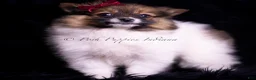 Pomeranian dogs for sale: Anika - Ad 5