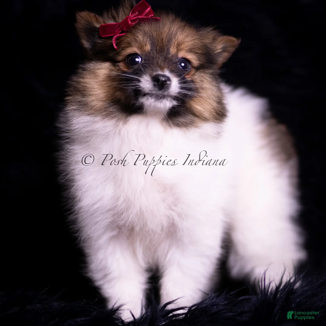 Pomeranian dogs for sale: Anika - Ad 5