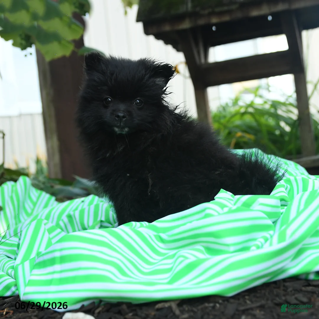 Pomeranian dogs for sale: Daffy - Ad 2