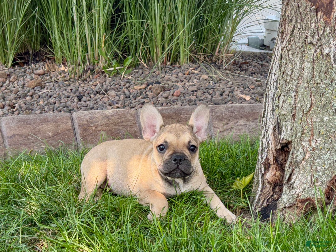 French Bulldog dogs for sale: Sandy - Ad 1