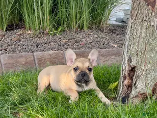 French Bulldog dogs Sandy - Ad 39