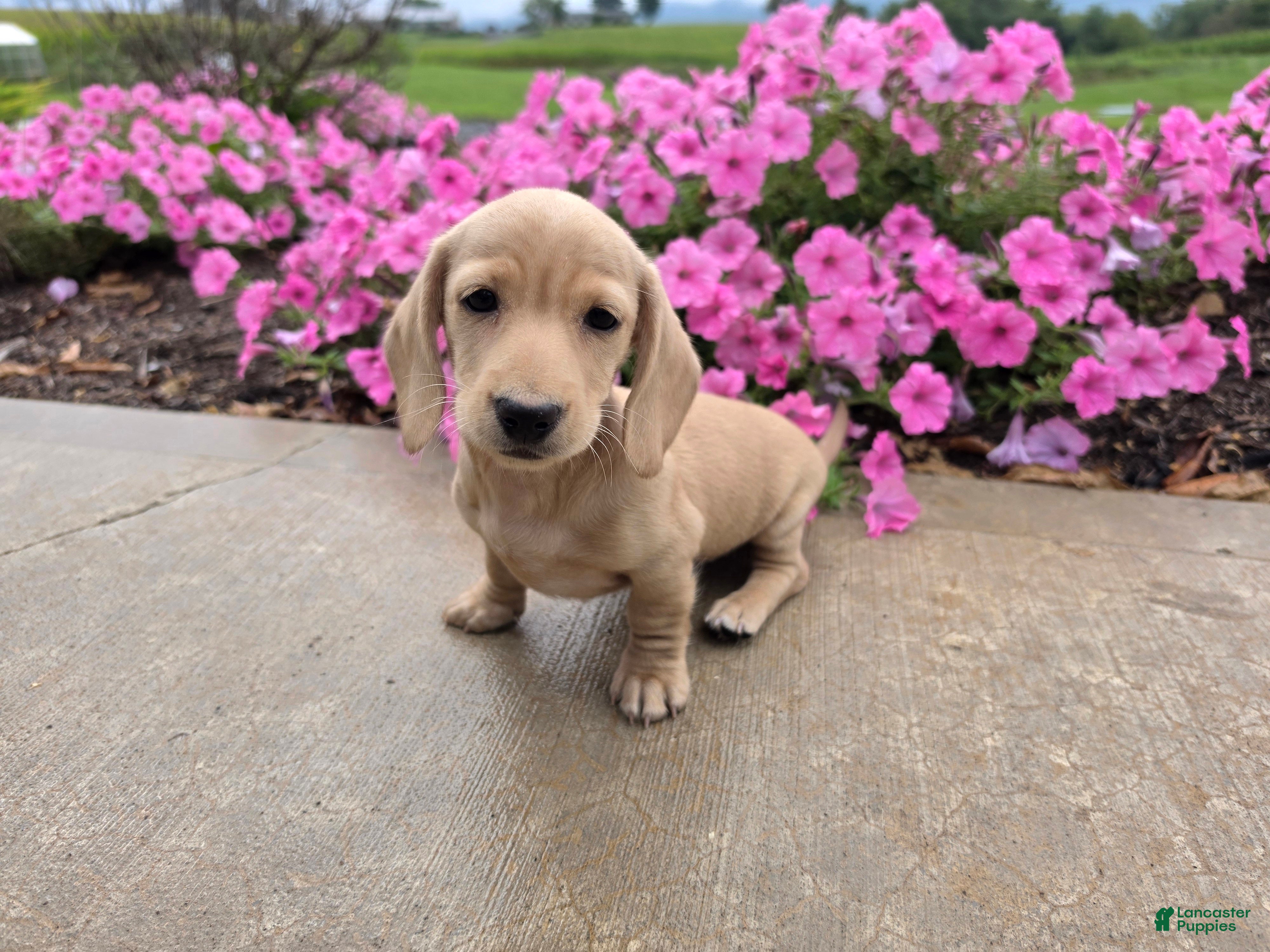 Miniature Dachshund dogs Harper - Ad 1