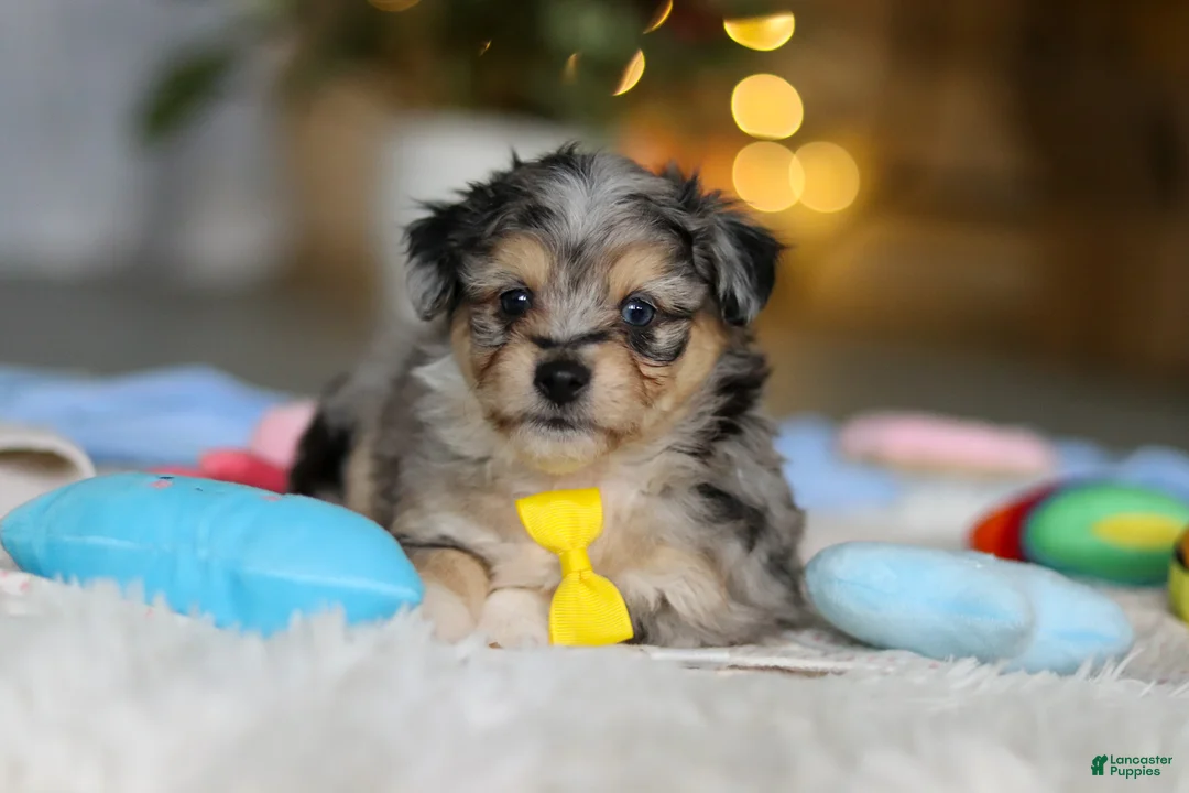 Mixed Breed dogs for sale: Benny - Ad 6